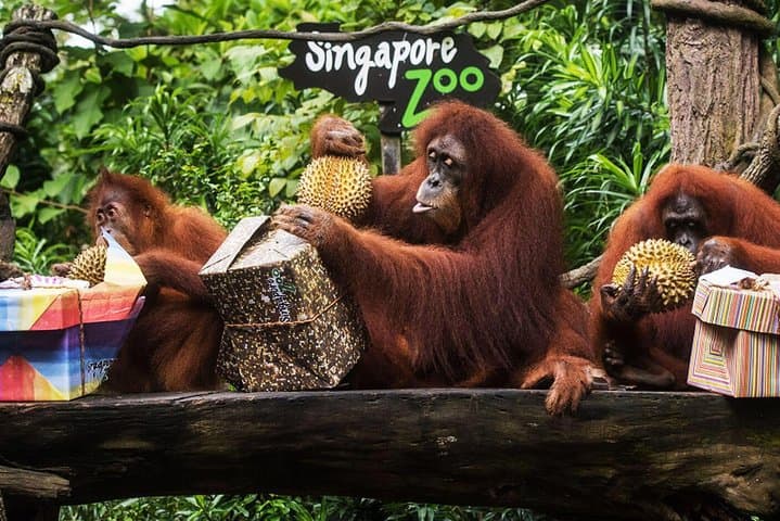 Singapore Zoo & River Wonders Day Ticket and Transfer — Complete Visitor Guide photo 2