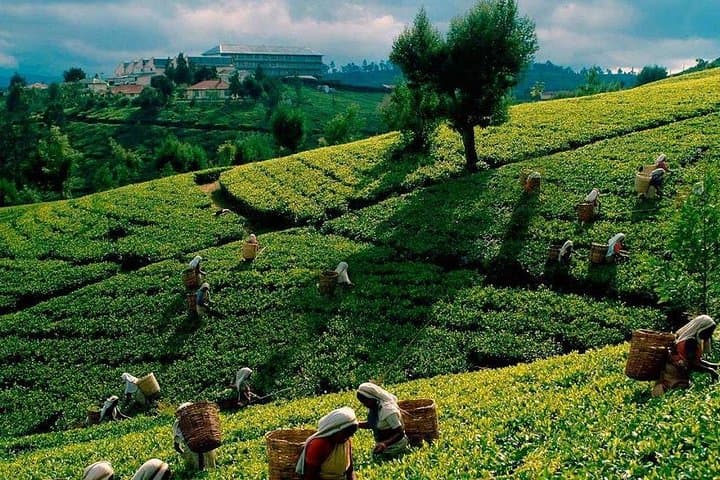 4-Day Sri Lanka Highlights: Kandy, Nuwara Eliya, Sigiriya, Dambulla & Polonnaruwa Tour photo 5