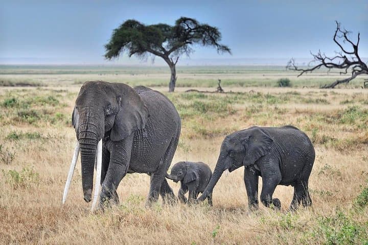 3-Day Amboseli Safari: Kilimanjaro Views & Elephant Herds photo 2