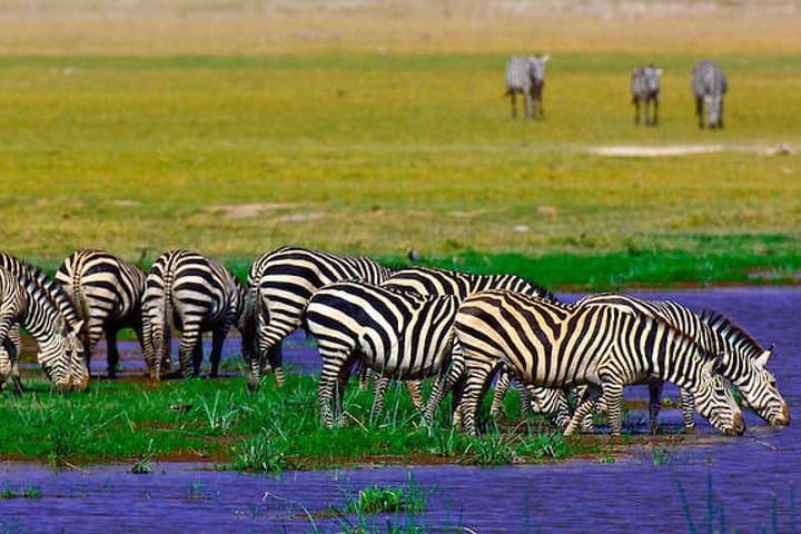 3-Day Amboseli Safari: Kilimanjaro Views & Elephant Herds photo 3
