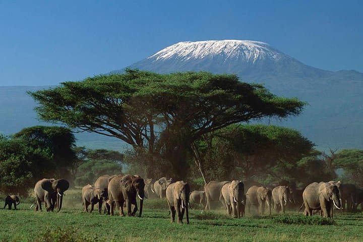 3-Day Amboseli Safari: Kilimanjaro Views & Elephant Herds photo 4