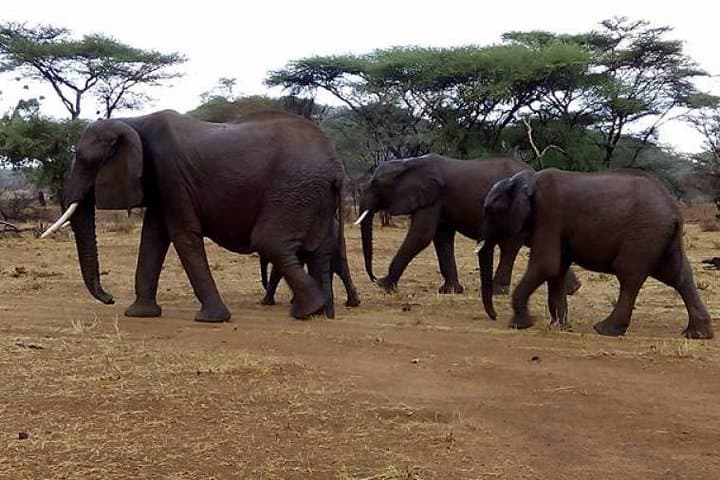 3-Day Amboseli Safari: Kilimanjaro Views & Elephant Herds photo 6