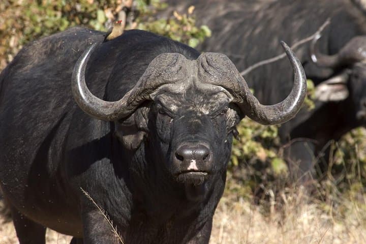 Chobe Day Trip from Victoria Falls — River Cruise & Big Game Drive photo 6
