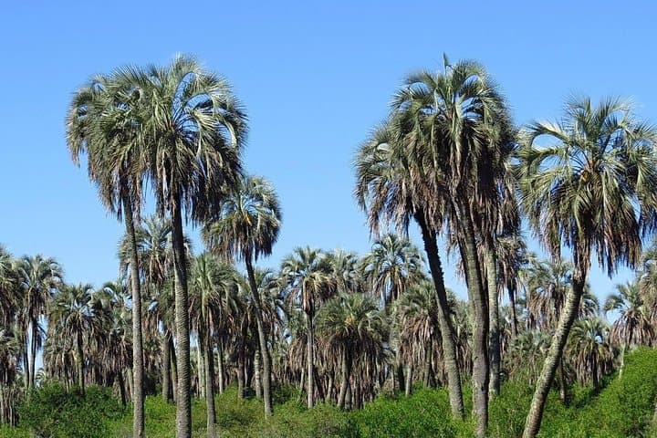 El Palmar National Park: Yatay Palm Savanna Wildlife & Trails Admission