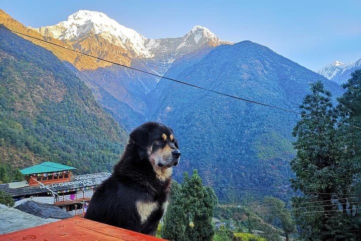 Annapurna Base Camp Trek: 10-Day Classic to the Annapurna Sanctuary photo 6