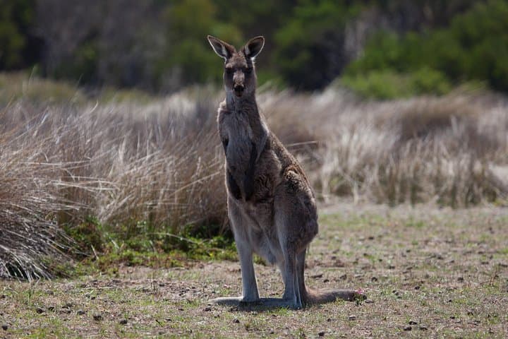 Great Ocean Road Day Tour from Melbourne: Twelve Apostles, Koalas & Coastal Walks photo 3