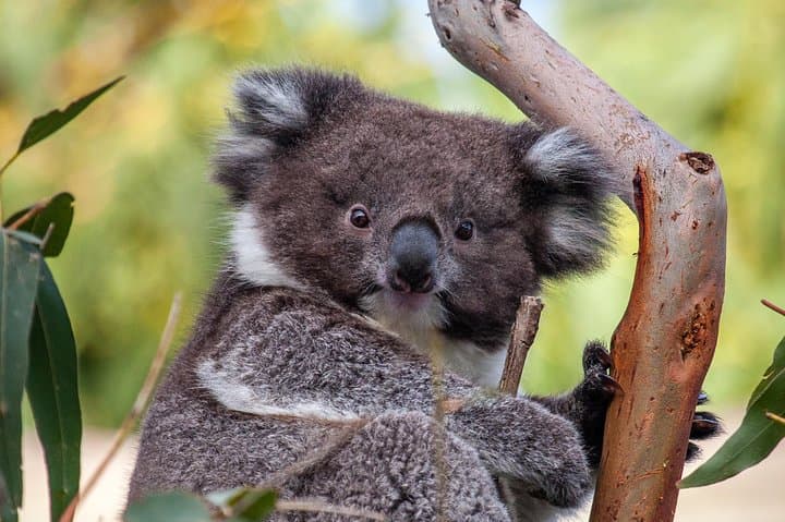 Great Ocean Road Day Tour from Melbourne: Twelve Apostles, Koalas & Coastal Walks photo 4