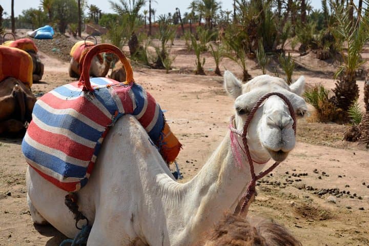 Marrakech Day Trip from Casablanca: Medina Walk, Koutoubia & Camel Ride