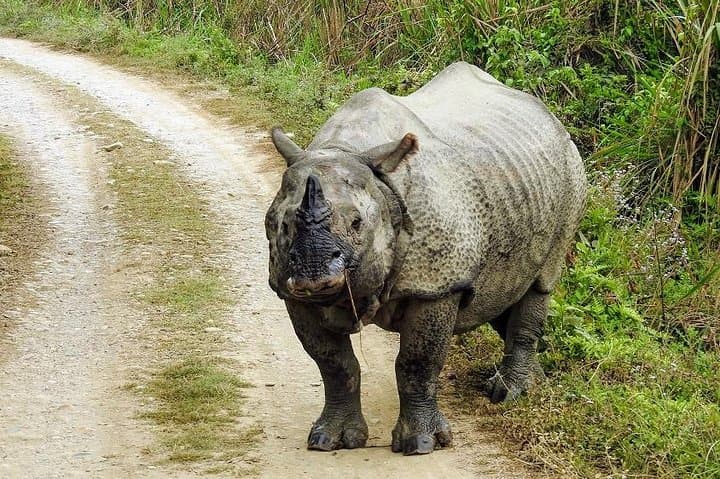 Chitwan Jungle Adventure: Multi-Day Canoe Safari, Tharu Village Stay & Tiger Tracking