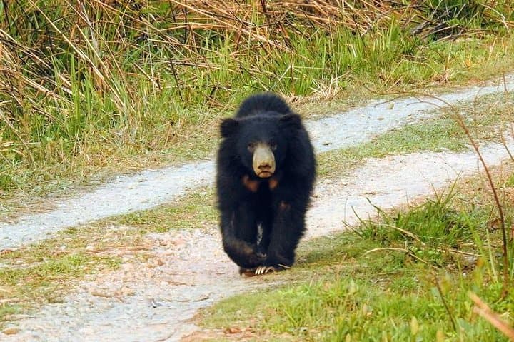 Chitwan Jungle Adventure: Multi-Day Canoe Safari, Tharu Village Stay & Tiger Tracking photo 2