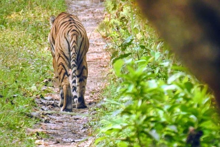 Chitwan Jungle Adventure: Multi-Day Canoe Safari, Tharu Village Stay & Tiger Tracking photo 3