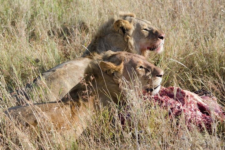 Chobe Day Safari from Victoria Falls: Game Drive & Sunset River Cruise