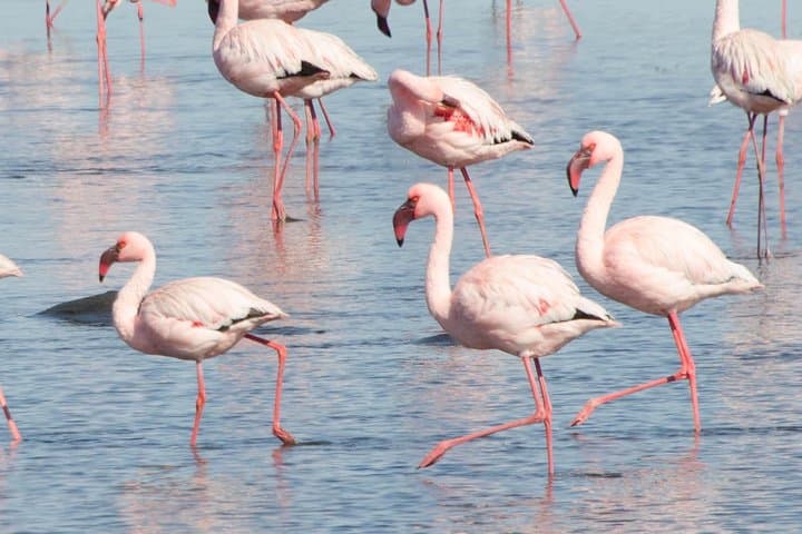 Chobe Day Safari from Victoria Falls: Game Drive & Sunset River Cruise photo 5