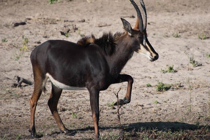 Chobe Day Safari from Victoria Falls: Game Drive & Sunset River Cruise photo 6