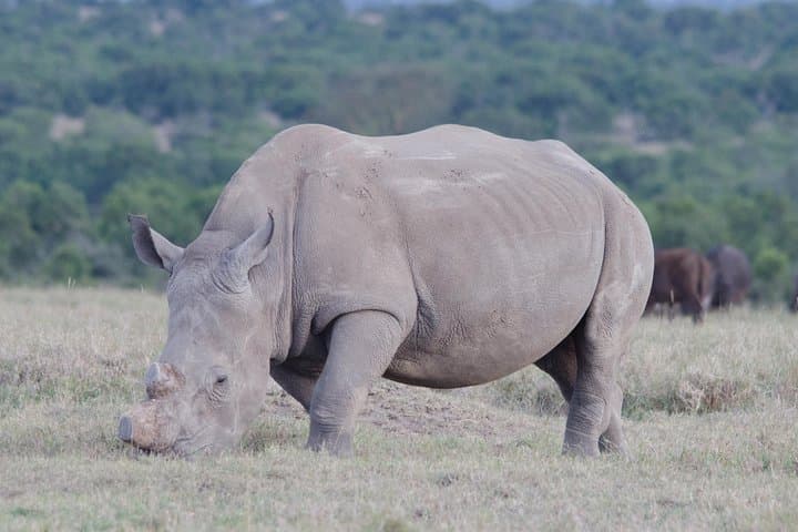 Chobe Day Safari from Victoria Falls: Game Drive & Sunset River Cruise photo 2