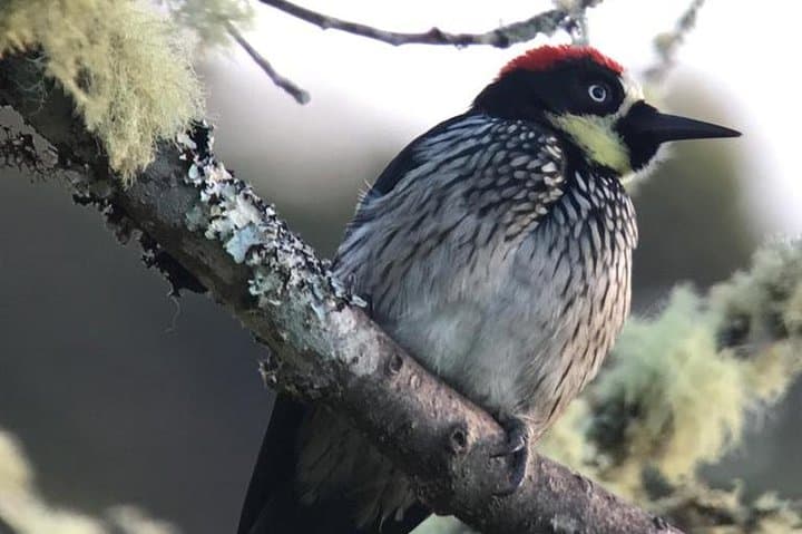 Morning Quetzal Quest: Birdwatching in San Gerardo de Dota's Cloud Forest photo 2