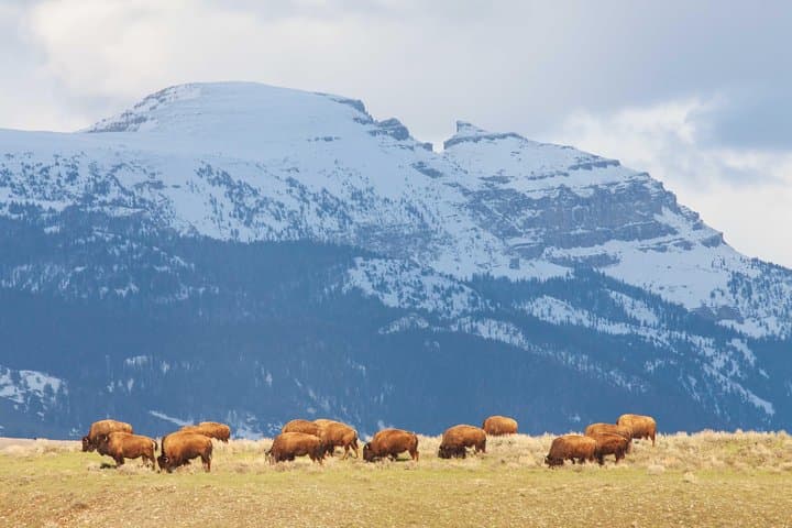 Private Grand Teton Wildlife Safari: Full-Day Guided Tour from Jackson Hole photo 5