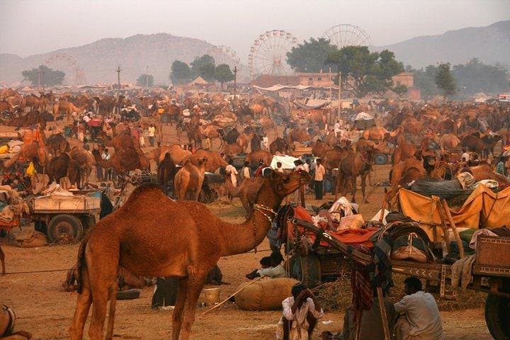 Pushkar Fair Festival: Rajasthan Camel Fair Guide and Cultural Highlights photo 2
