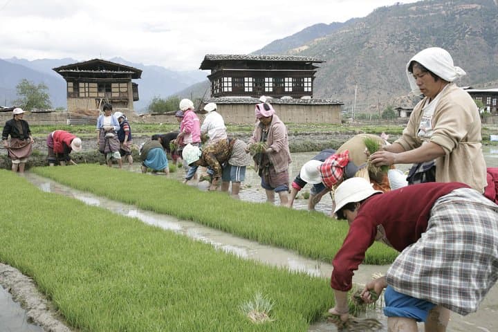 Bhutan Walking Holidays: Beyond the Clouds — Paro, Thimphu & Punakha Circuit photo 5