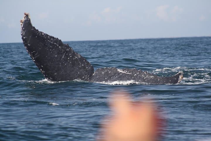 Half-Day Whale Watching in Puerto Vallarta: Small-Group Humpback Tour photo 2