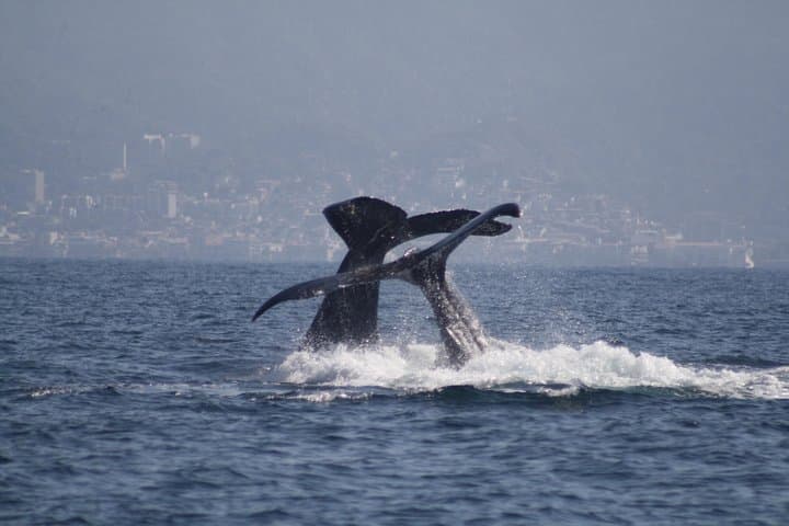 Half-Day Whale Watching in Puerto Vallarta: Small-Group Humpback Tour photo 3
