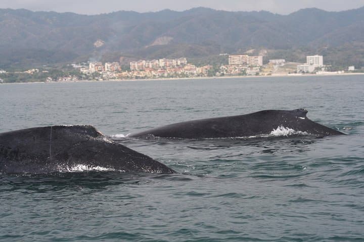 Half-Day Whale Watching in Puerto Vallarta: Small-Group Humpback Tour photo 4