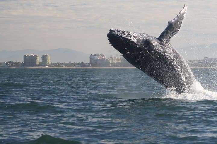 Half-Day Whale Watching in Puerto Vallarta: Small-Group Humpback Tour