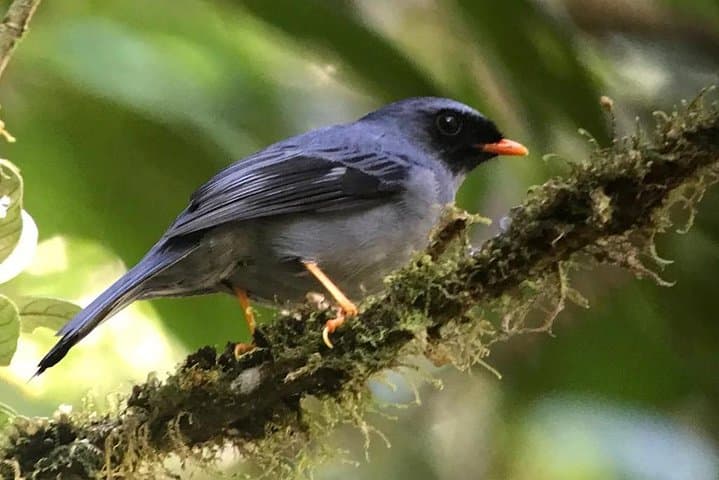 Quetzal Birding at San Gerardo de Dota: Dawn Patrol in Costa Rica's Cloud Forest photo 3