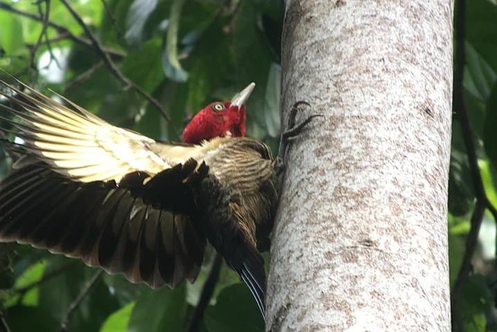 El Rey Marshes Birding Tour — Manuel Antonio Guided Birdwatching in Rice Fields & Canals photo 3