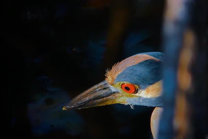El Rey Marshes Birding Tour — Manuel Antonio Guided Birdwatching in Rice Fields & Canals photo 6
