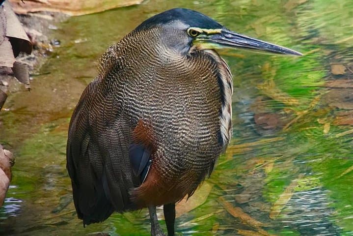 El Rey Marshes Birding Tour — Manuel Antonio Guided Birdwatching in Rice Fields & Canals photo 5