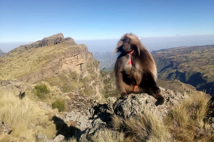 Simien Mountains Trekking Adventure: Sankaber to Geech 3-Day High-Altitude Trek