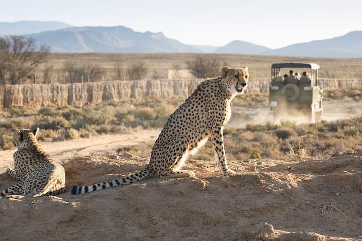 Three-Day Cape Town Safari, Winelands & Robben Island Experience photo 2