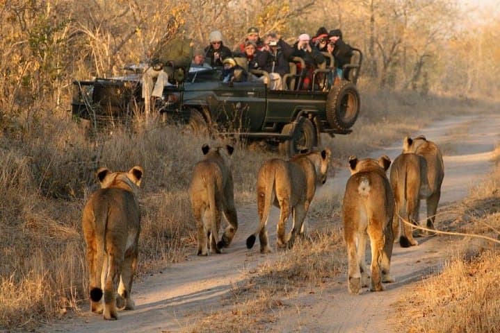 Cape Town 3-Day Highlights: Aquila Safari, Cape Peninsula & Constantia Wine Tour photo 2