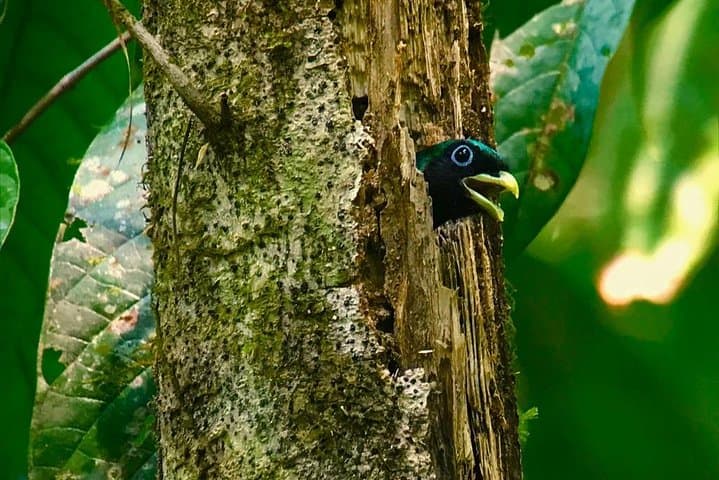 Carara National Park Birdwatching: Private Guided Tour from Quepos photo 3