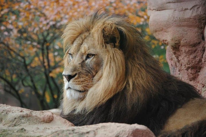 Early Morning Game Drive in Nairobi National Park: A Half-Day Wildlife Adventure