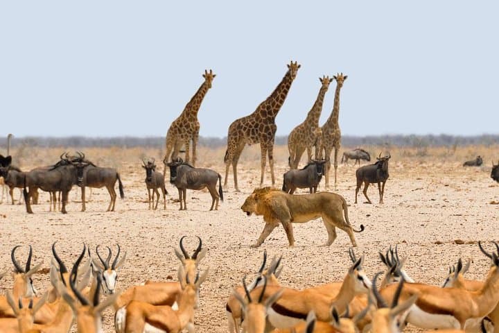 Early Morning Game Drive in Nairobi National Park: A Half-Day Wildlife Adventure photo 2