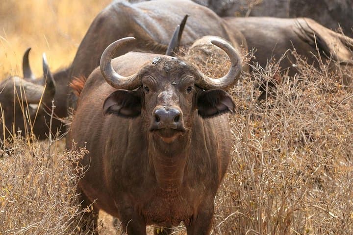 Early Morning Game Drive in Nairobi National Park: A Half-Day Wildlife Adventure photo 3