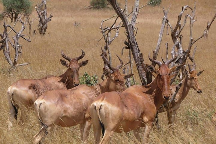 Nairobi National Park Afternoon Game Drive: 1pm–6pm Wildlife Safari photo 1