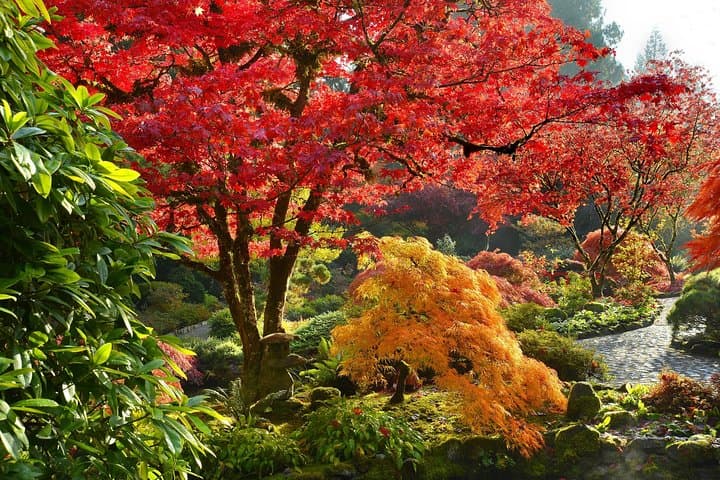 Private Gardens Tour in Vancouver — Queen Elizabeth, VanDusen & Dr. Sun Yat‑Sen photo 5