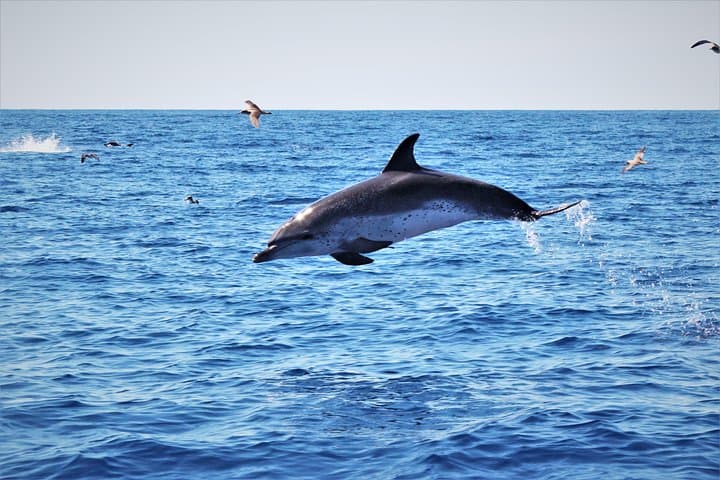 Terceira Whale and Dolphin Watching: 3-Hour Azores Cetacean Cruise photo 6
