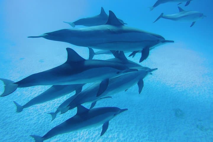 Full-Day Dolphin House Snorkeling Trip From Marsa Alam — Coral Reefs & Dolphin Encounters photo 2