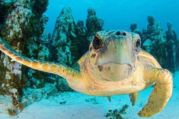 Snorkel Cancun's Underwater Museum and Turtle Habitat photo 2