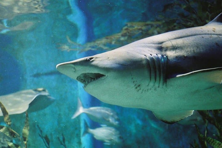 Shark Dive at SEA LIFE Melbourne Aquarium — Up‑Close Oceanarium Encounter photo 2