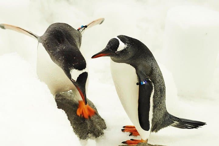 Inside SEA LIFE Melbourne: A 90-Minute Ocean Adventure on the Yarra photo 4