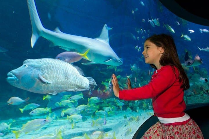 Inside SEA LIFE Melbourne: A 90-Minute Ocean Adventure on the Yarra photo 5