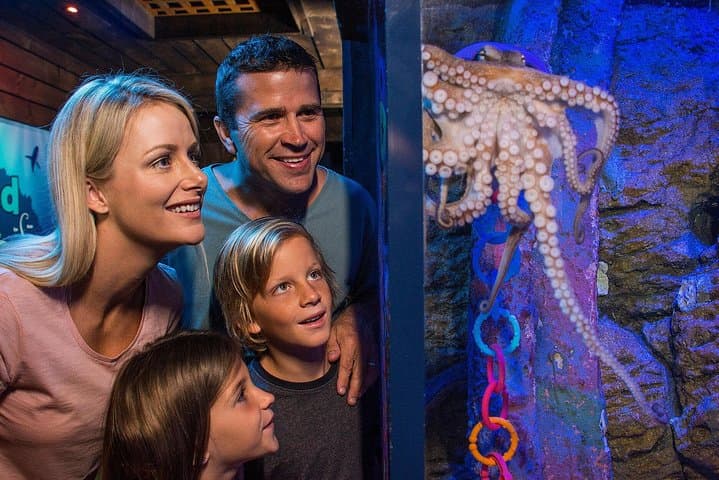 SEA LIFE Sunshine Coast Aquarium: Ocean Tunnel, Penguins & Seal Presentations photo 2