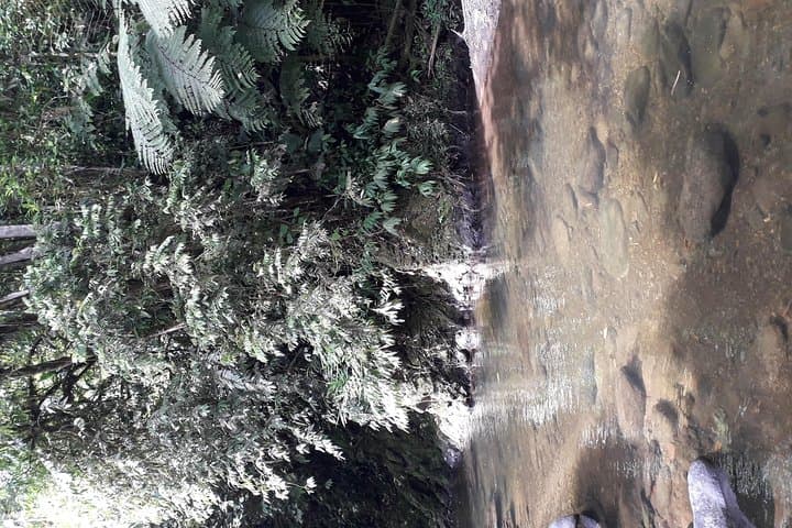 Howler Monkeys and Bird-Watching Hike in Salento's Gallery Forest photo 3