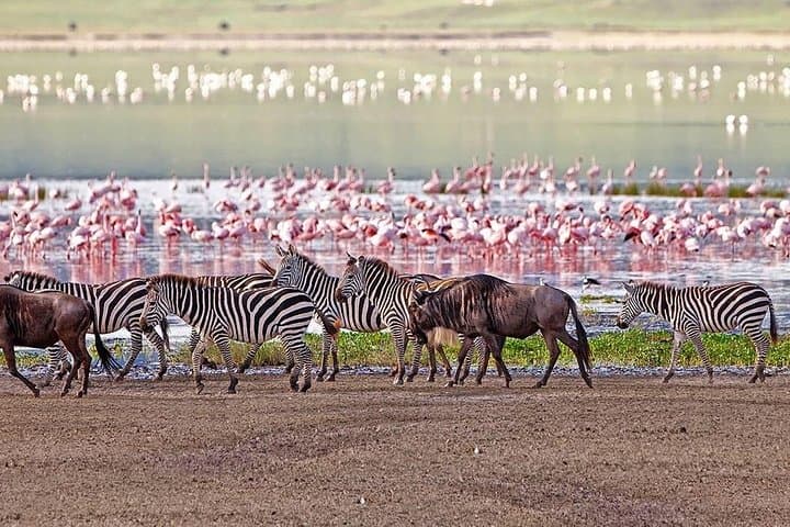 Lake Manyara Day Tour: Tree-Climbing Lions, Birdlife & Rift-Wall Views photo 2