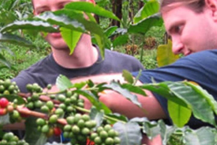 Materuni Waterfall and Coffee Tour — Walk Kilimanjaro’s Coffee Slopes with Local Farmers photo 3